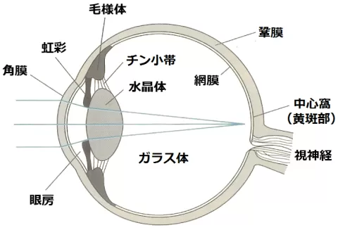 眼球　イラスト水晶体　レンズ　